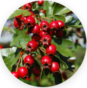 Hawthorn (Crataegus oxyacantha)