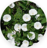 Shankhpushpi (Convolvulus pluricaulis)